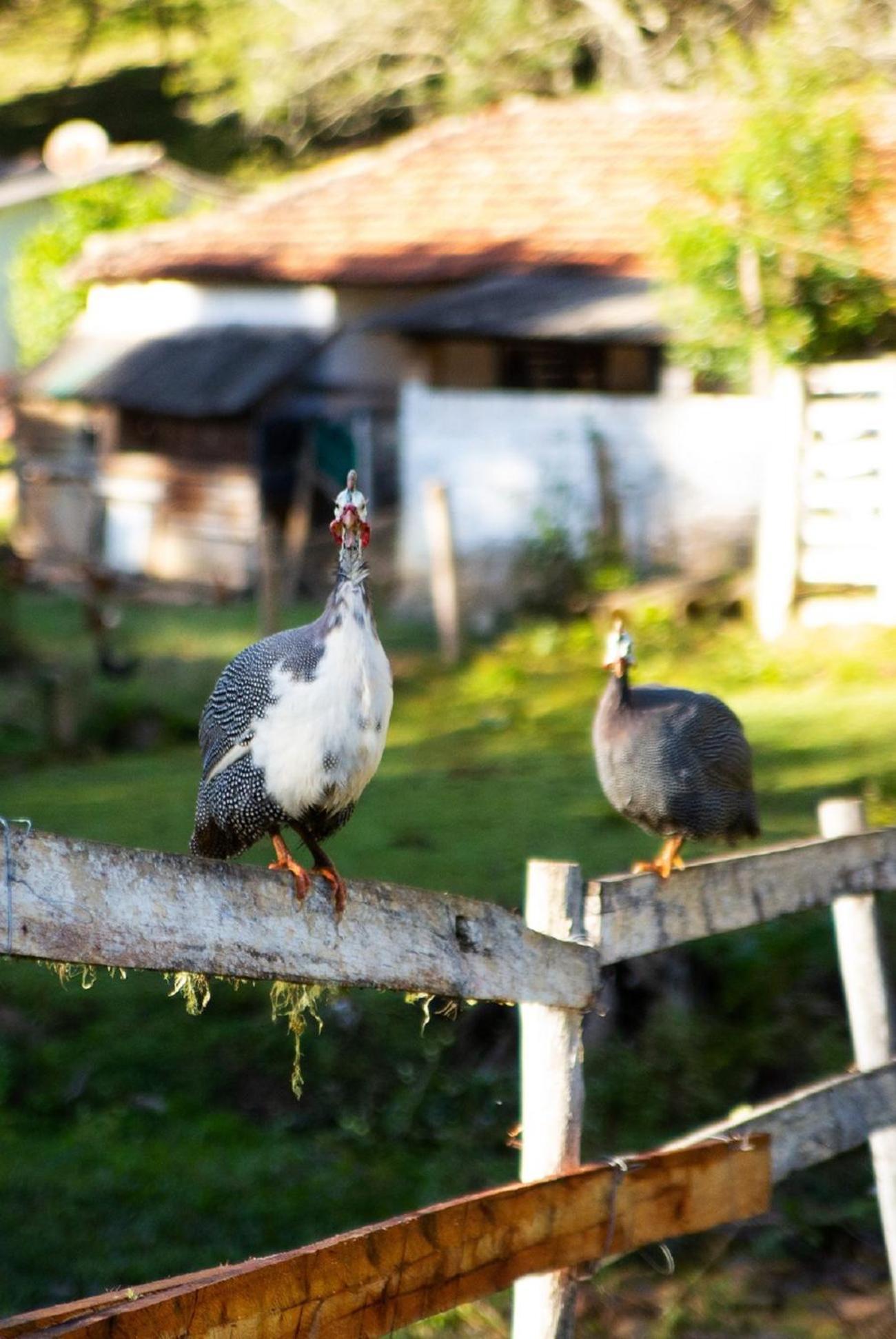 Chales Vinhas Da Harmonia L Pousada Em Cunha Sp Exterior photo